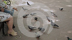 Family feeds pigeons at the park bench.