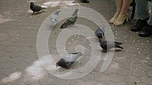 Family feeds pigeons at the park bench.