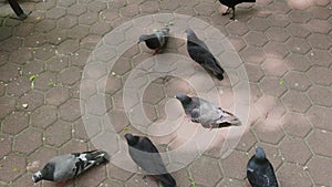 Family feeds pigeons at the park bench.