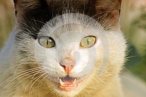 Family of feline close-up of head, emotions surprised by unexpected encounter, nature