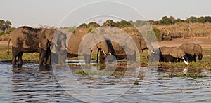 A family of five elephants in the setting sun over the Okavango Delta.