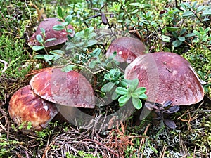 Family of five white pine forest mushrooms in the forest