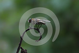 family of flies