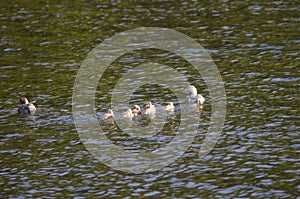 Family of flying steamer duck Tachyeres patachonicus.