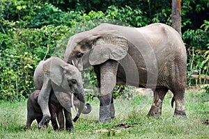 Family of forest Elephants.