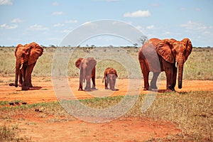 Family of four african bush elephants