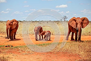 Family of four African bush elephants Loxodonta africana, cove