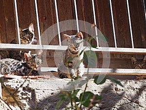 family of four cute brown and black cats, lerida, spain, europe
