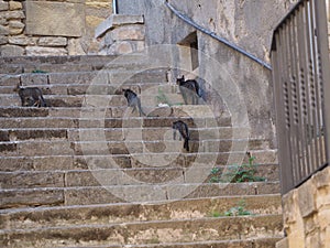 family of four cute cats walking up stairway, lerida, spain, europe