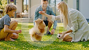 Family of Four Having fun Playing with Cute Little Pomeranian Dog In the Backyard. Father, Mother,