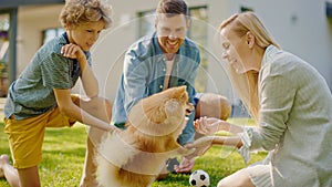 Family of Four Having fun Playing with Cute Little Pomeranian Dog In the Backyard. Father, Mother,