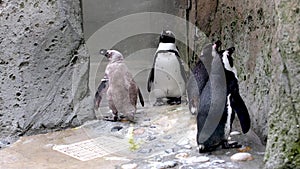 family of four penguins stand almost motionless on a rock in the Vancouver Aquarium Canada British Columbia