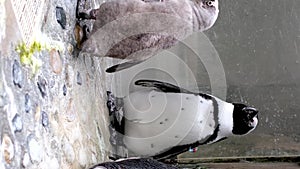 family of four penguins stand almost motionless on a rock in the Vancouver Aquarium Canada British Columbia