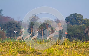 Family of four Sarus cranes