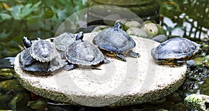 Family of fresh-water turtles relaxing on the stone over the pond