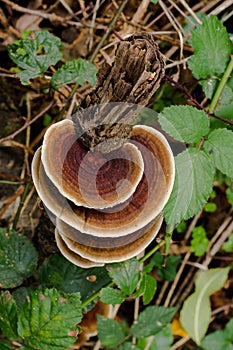 The family that is fungi is not known for picky eating.