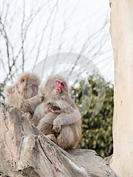 Family funny Japanese monkeys