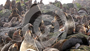 Family of fur seal eared Otariidae with sound.