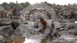 Family of fur seal eared Otariidae with sound.