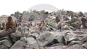 Family of fur seal eared Otariidae with sound.