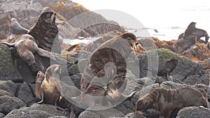 Family of fur seal eared Otariidae with sound.