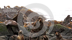 Family of fur seal eared Otariidae with sound.