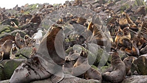 Family of fur seal eared Otariidae with sound.