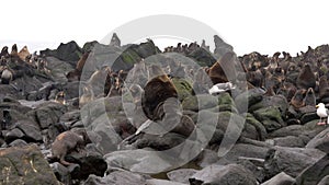 Family of fur seal eared Otariidae with sound.