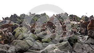 Family of fur seal eared Otariidae with sound.