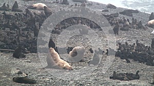 Family of fur seal eared Otariidae with sound.