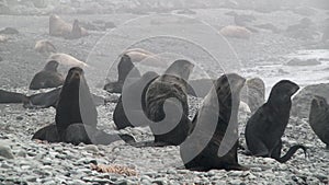 Family of fur seal eared Otariidae with sound.