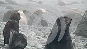 Family of fur seal eared Otariidae with sound.