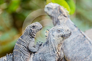 Family of Galapagos marine iguana, Isabela island photo
