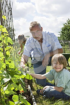 Family Gardening In Allotment