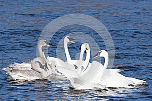 Family gathering of swans