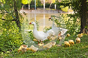 A family of geese