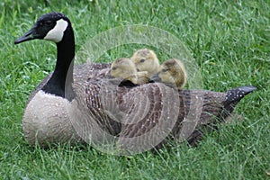 Family of Geese