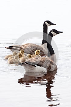 Family of Geese