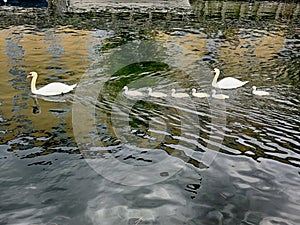 Family Of Geese In Canal