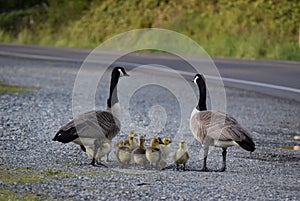 Cute geese family drinking water from a puddle on the side of the road.