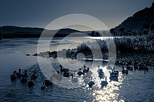 Family of Geese enjoy night swiming. Geese in night lake landscape at lake Pmavotis in Ioannina Epirus Greece