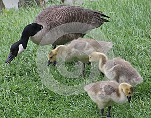 Family of Geese