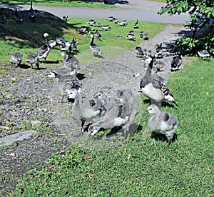 Family of geese with many of small gray chicks