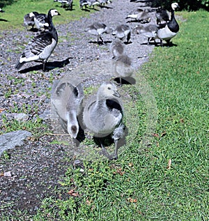 Family of geese with many of small gray chicks