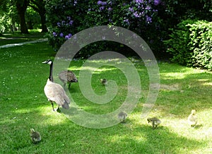 A family of geese