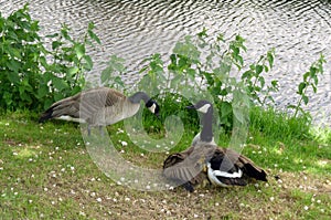 A family of geese