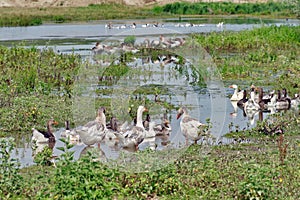 Family of geese in water