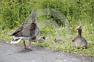 Family of geese with two baby birds