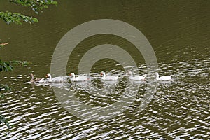 Family of geese on a water walk