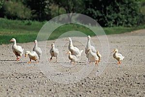 family of geese and white ducks crossing the road